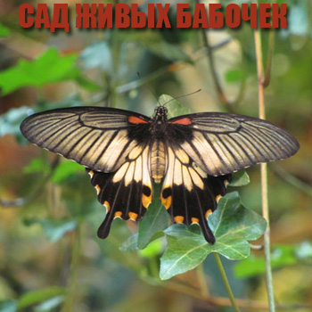 Сад живых бабочек - Тропический комплекс Миндо