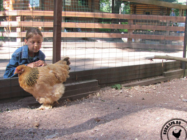 Ребенок и курица, мини-зоопарк в ЦПКиО