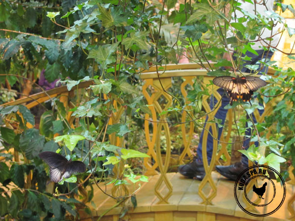 Сад живых бабочек, Санкт-Петербург
